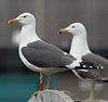 adult LBBG Dutch intergrade in September, ringed in the Netherlands. (85708 bytes)